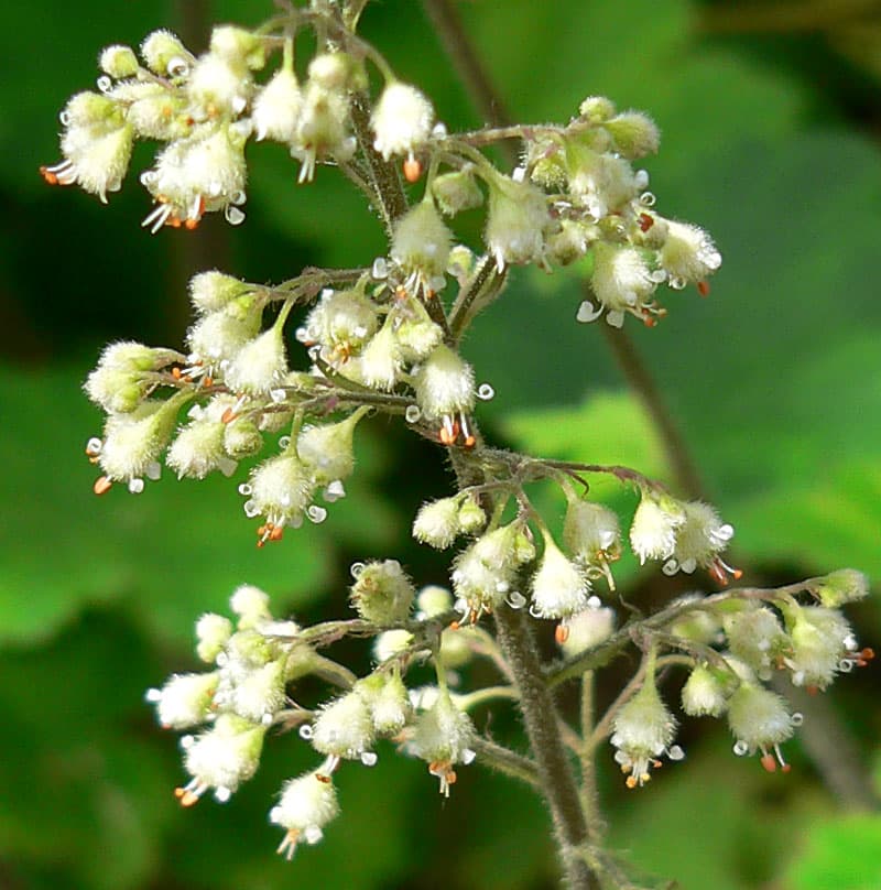 Island Alum Root