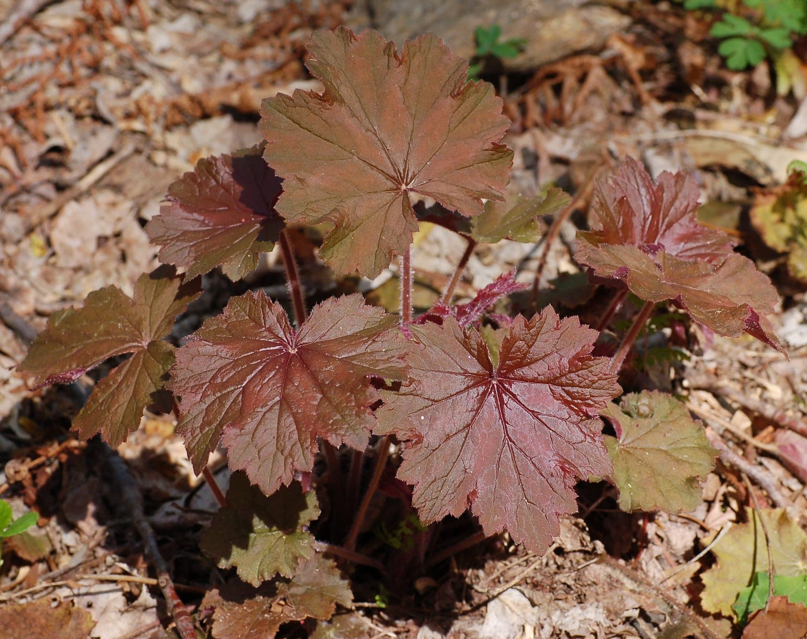 Hairy Alumroot