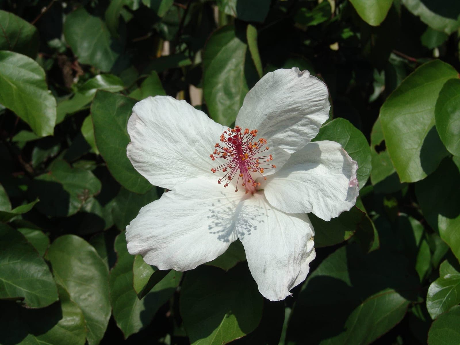 Kōkiʻo Keʻokeʻo (Hibiscus arnottianus)