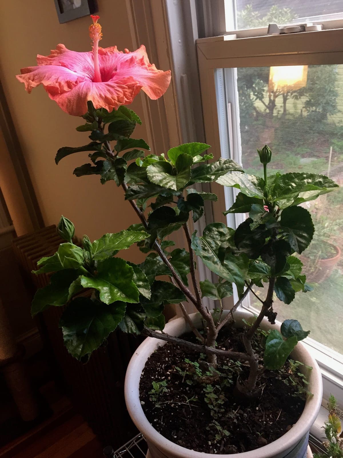 Rose Mallow