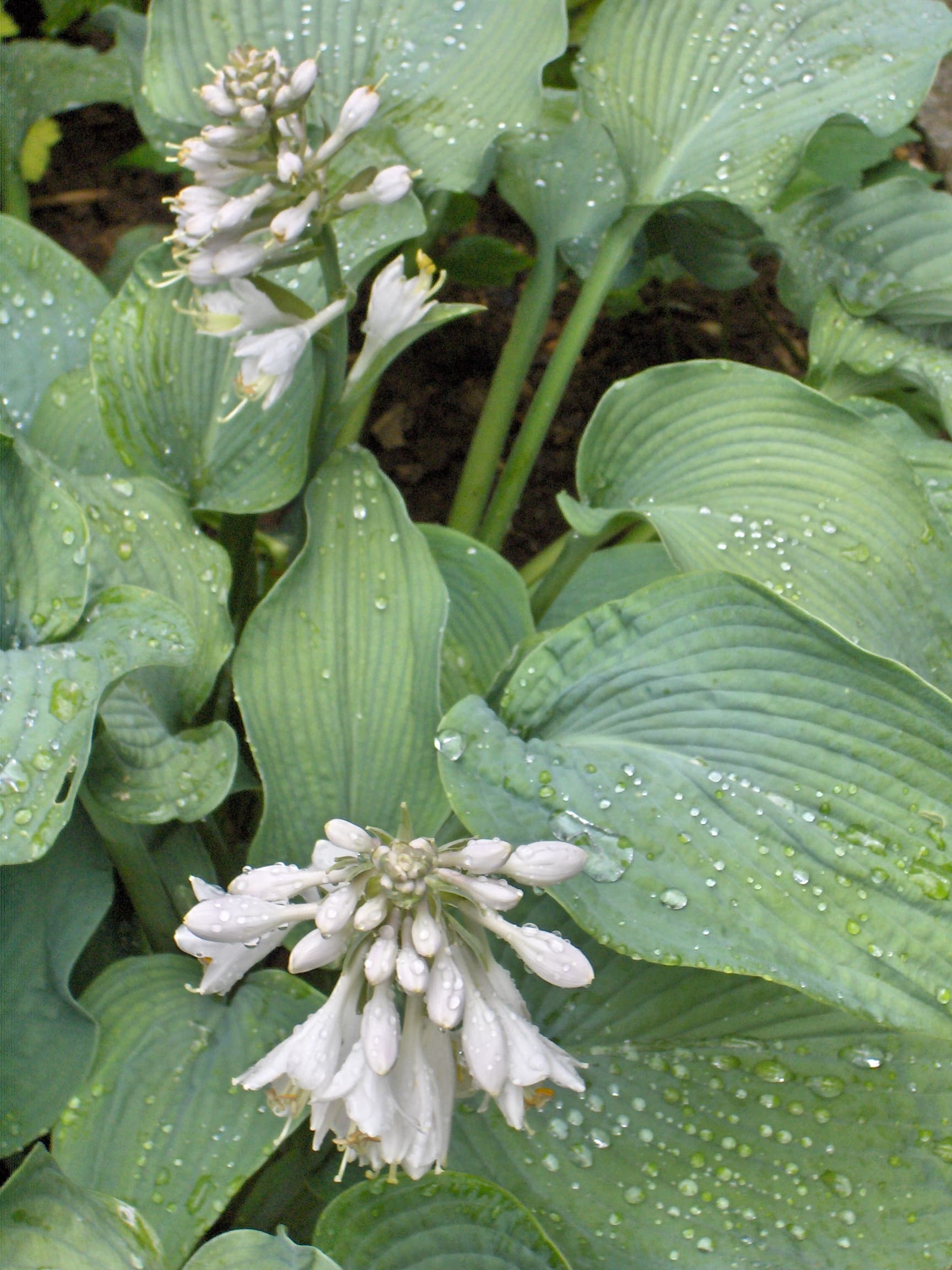 August Lily