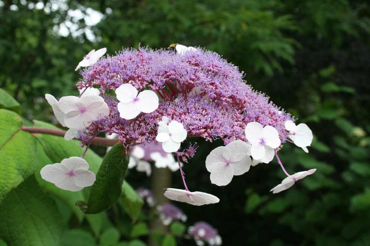 Rough-leaved Hydrangea
