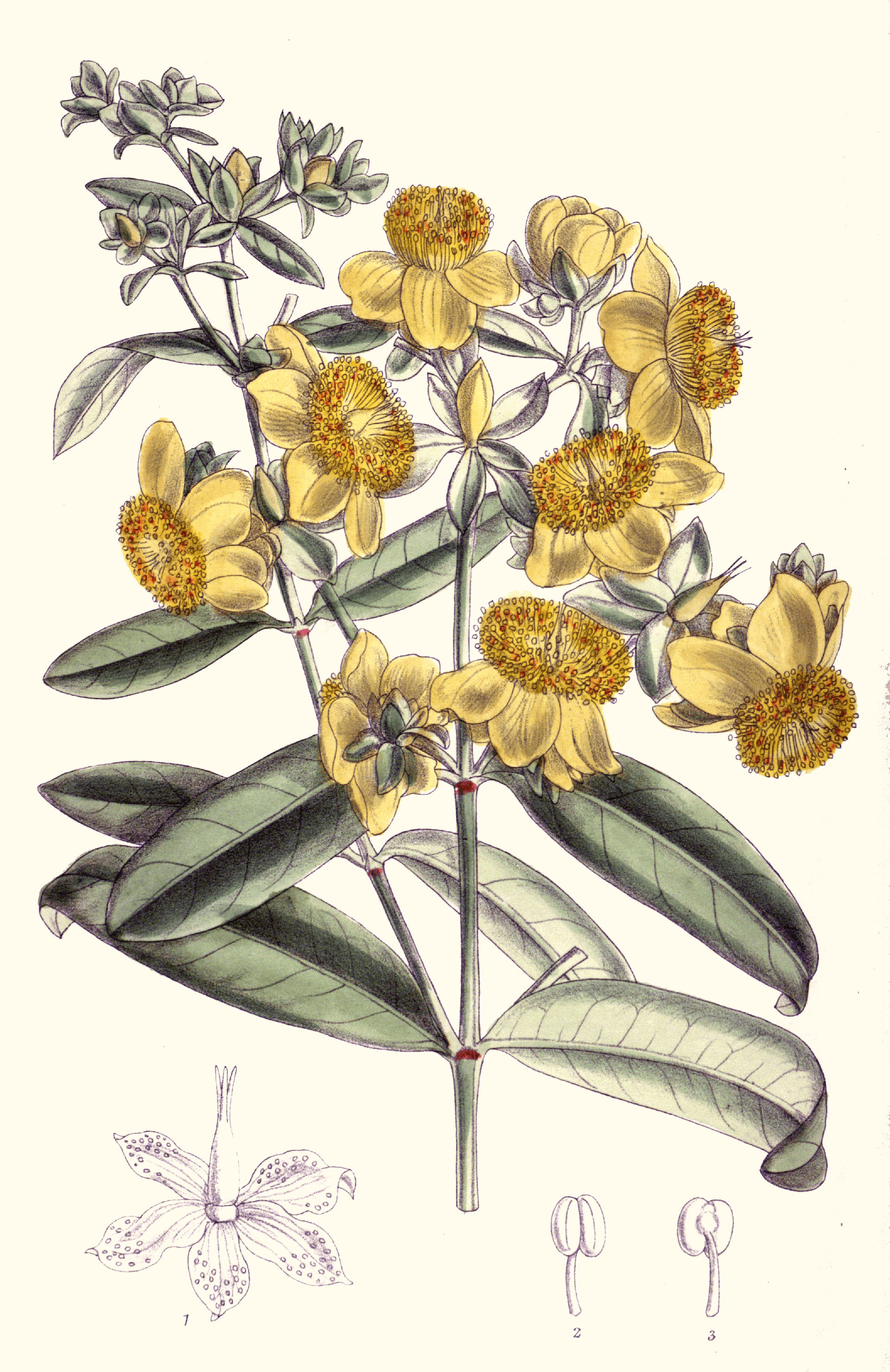 Golden St. John's Wort