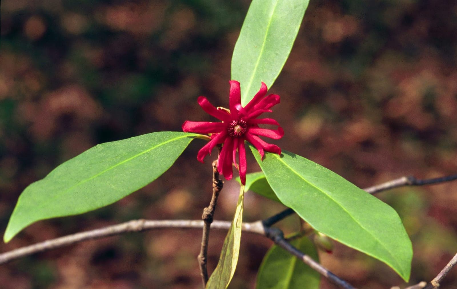 Florida Anise