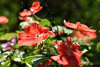 Impatiens