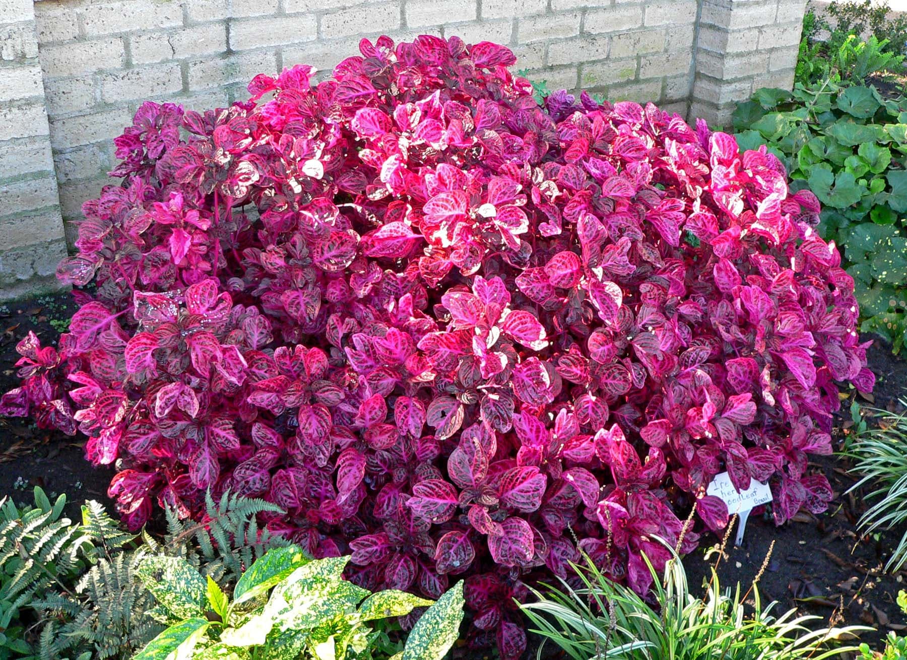 Blood Leaf