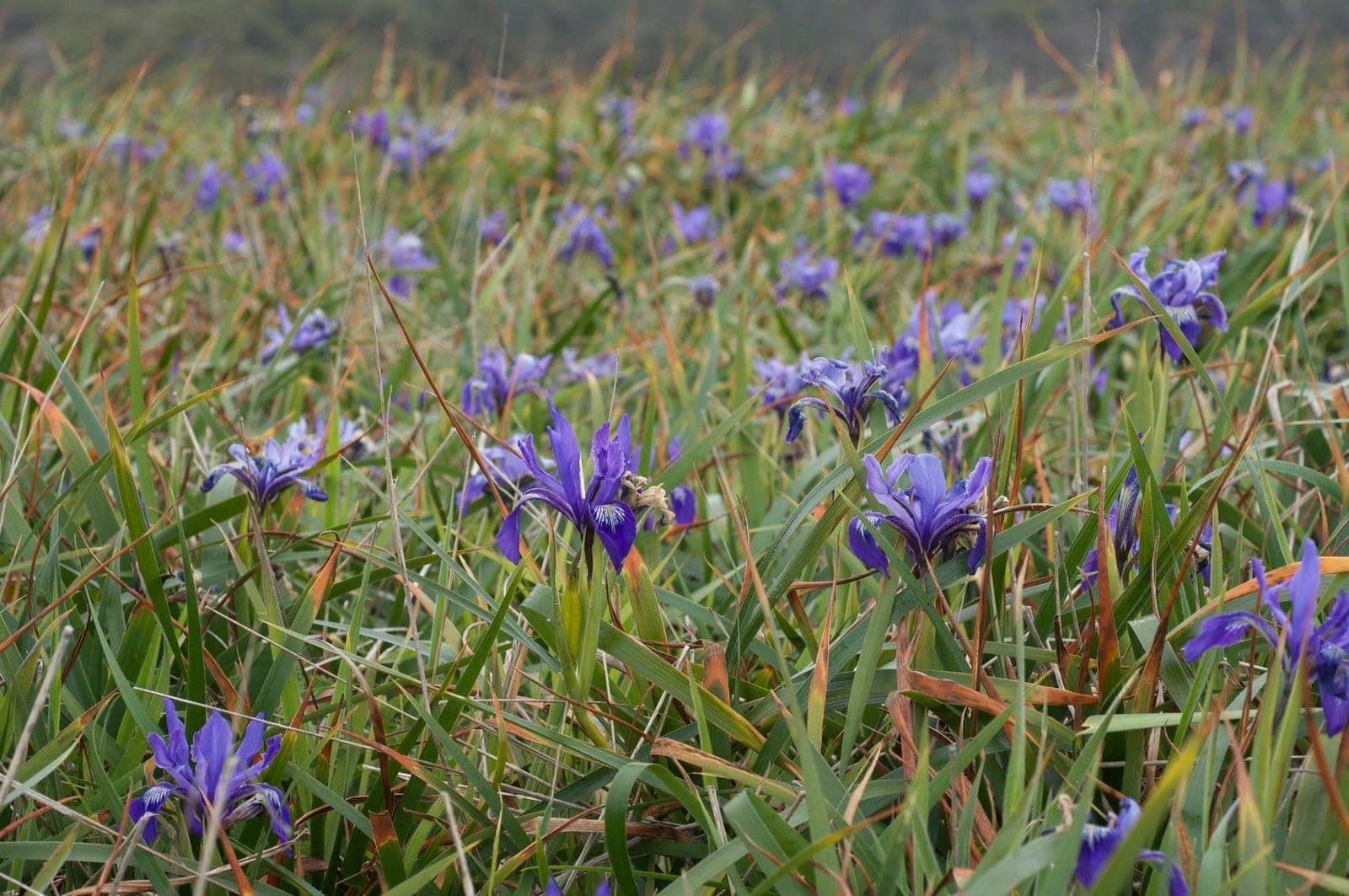 Douglas Iris