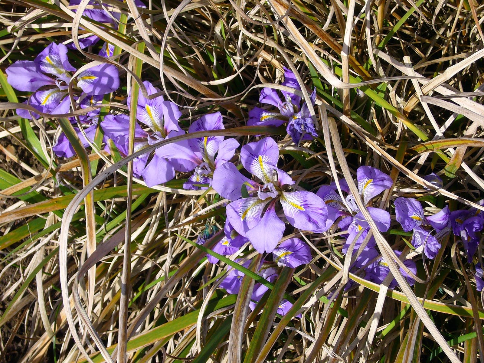 Algerian Iris