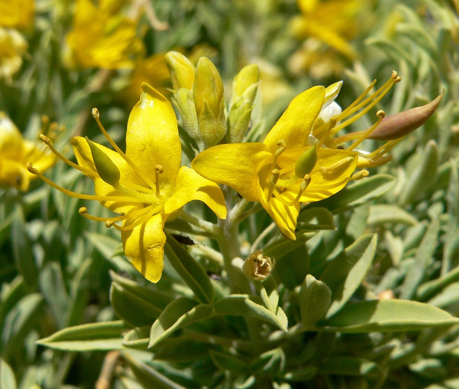 Bladderpod