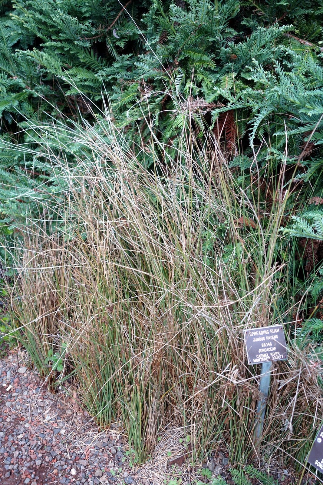 California Gray Rush