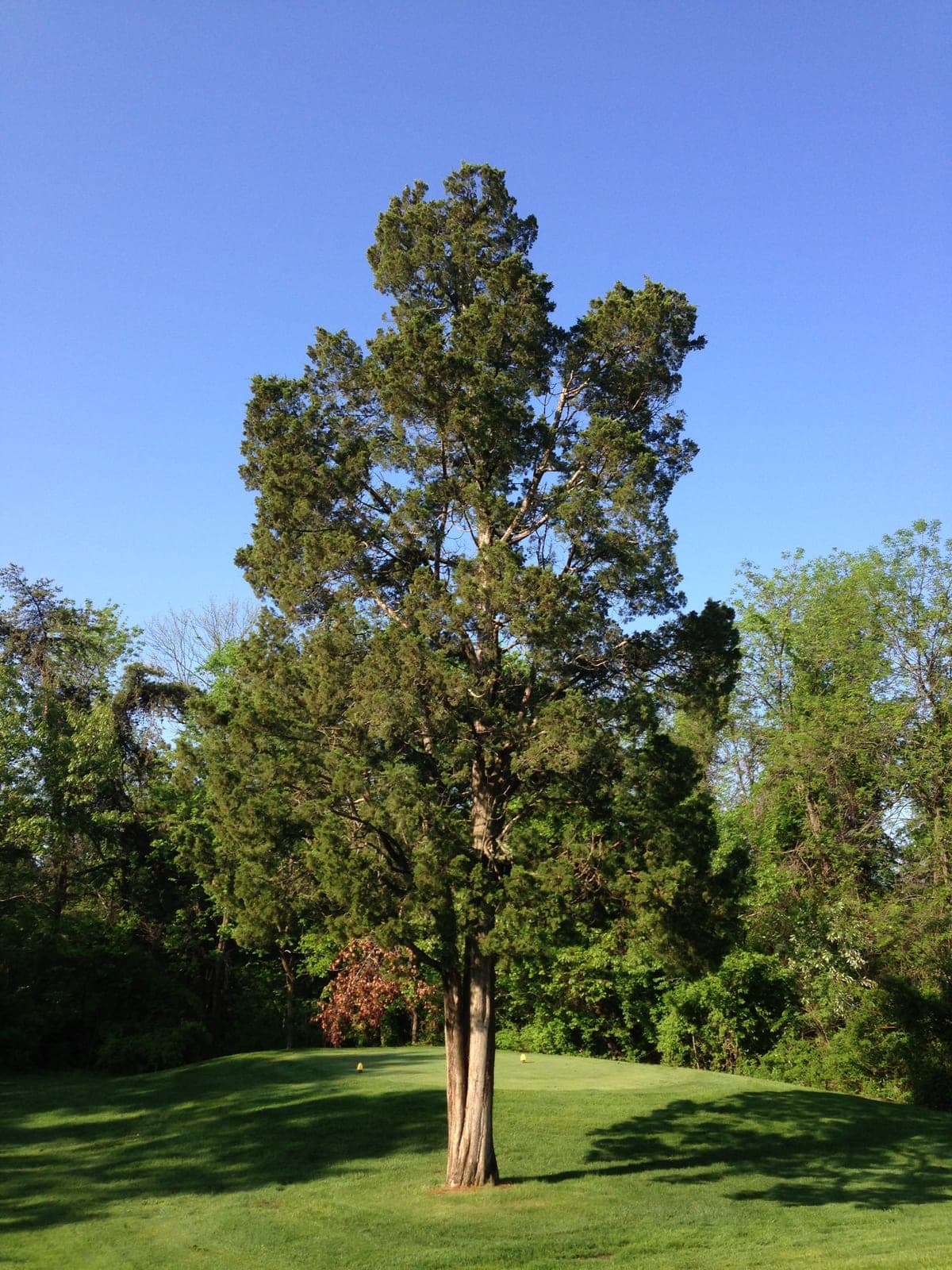 Juniper Tree