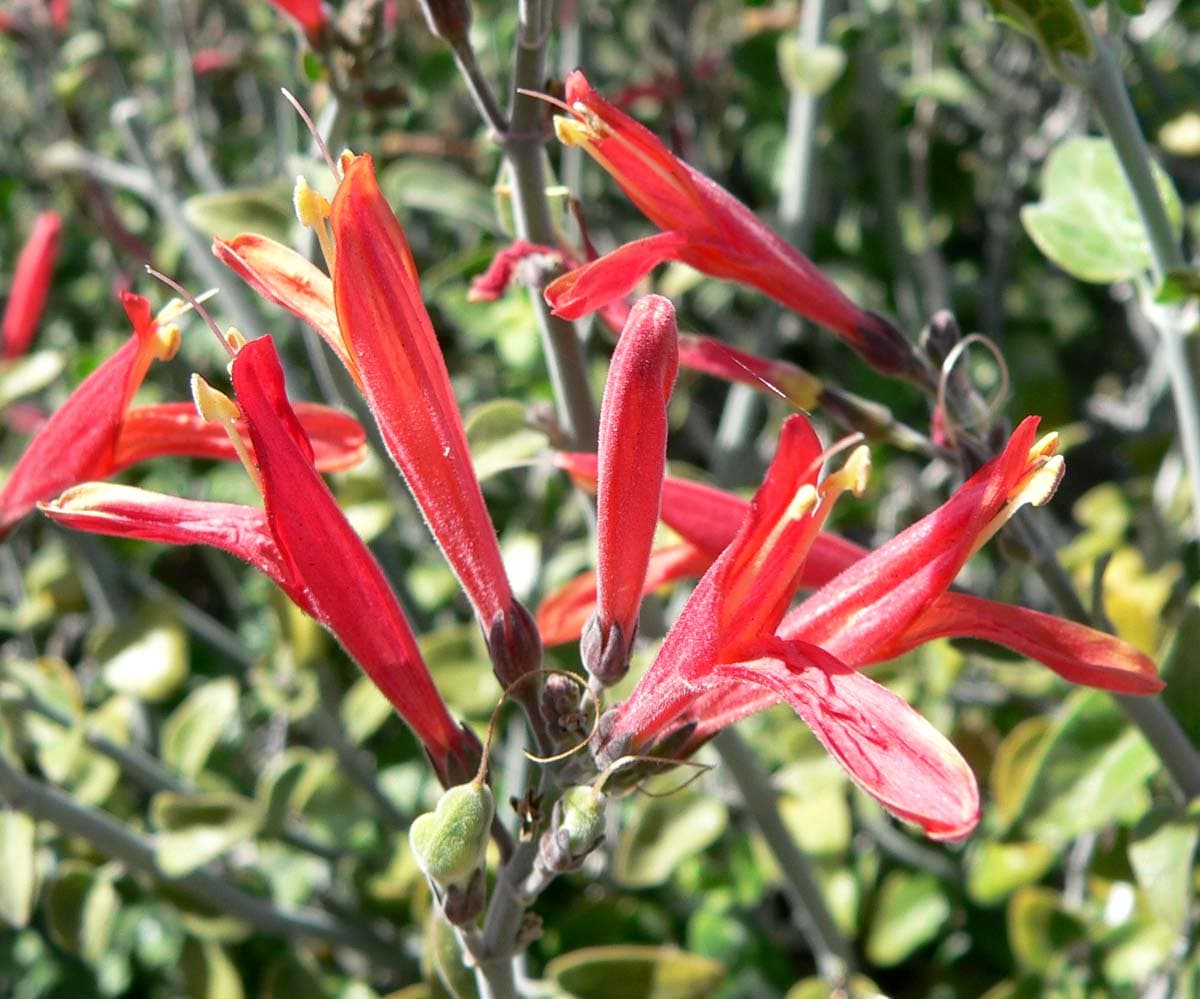 Chuparosa