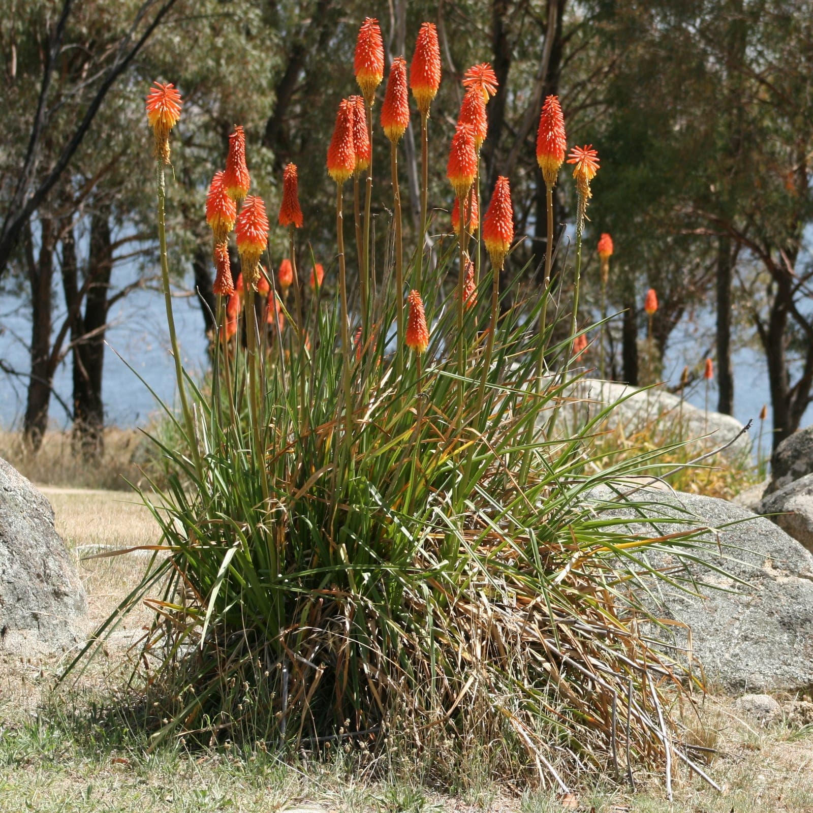 Red Hot Poker
