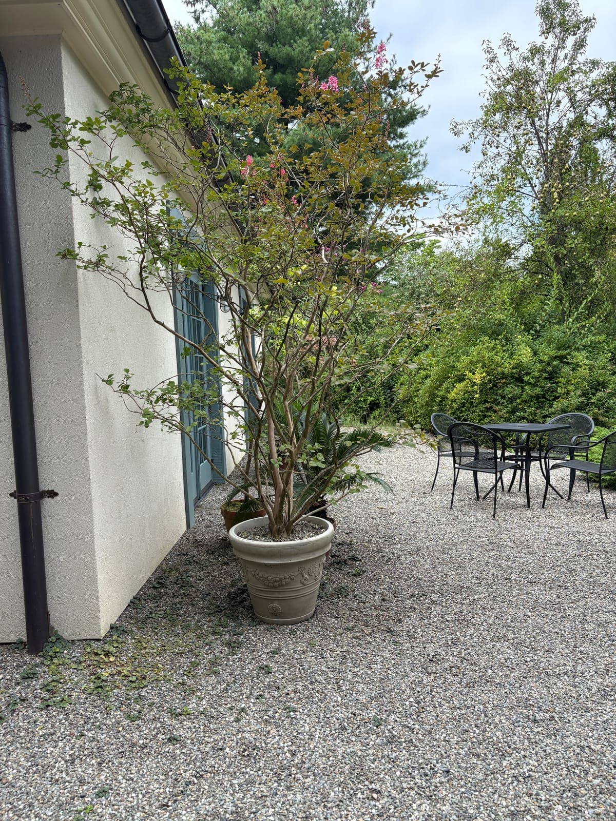 Crape Myrtle