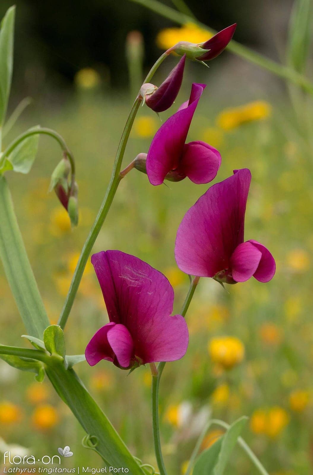Sweet Pea