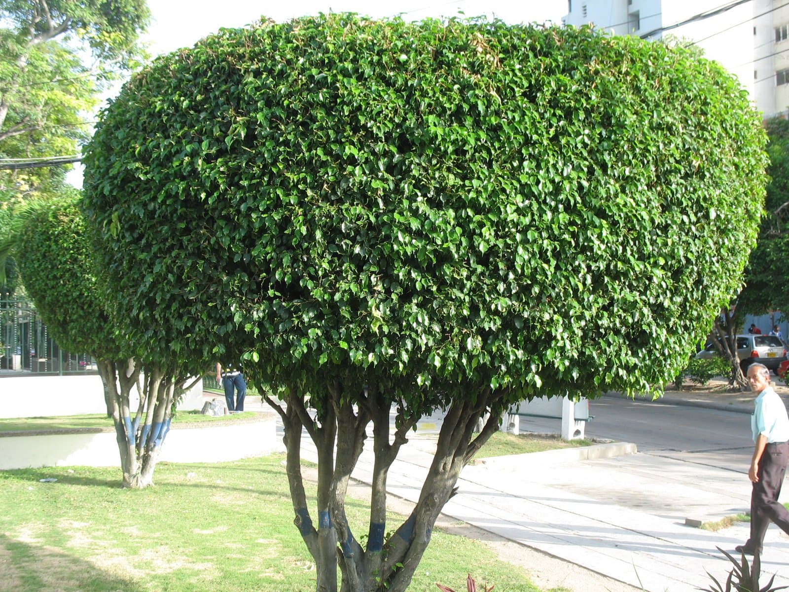Bay Laurel