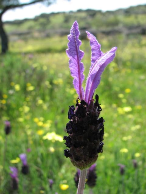 Butterfly Lavender
