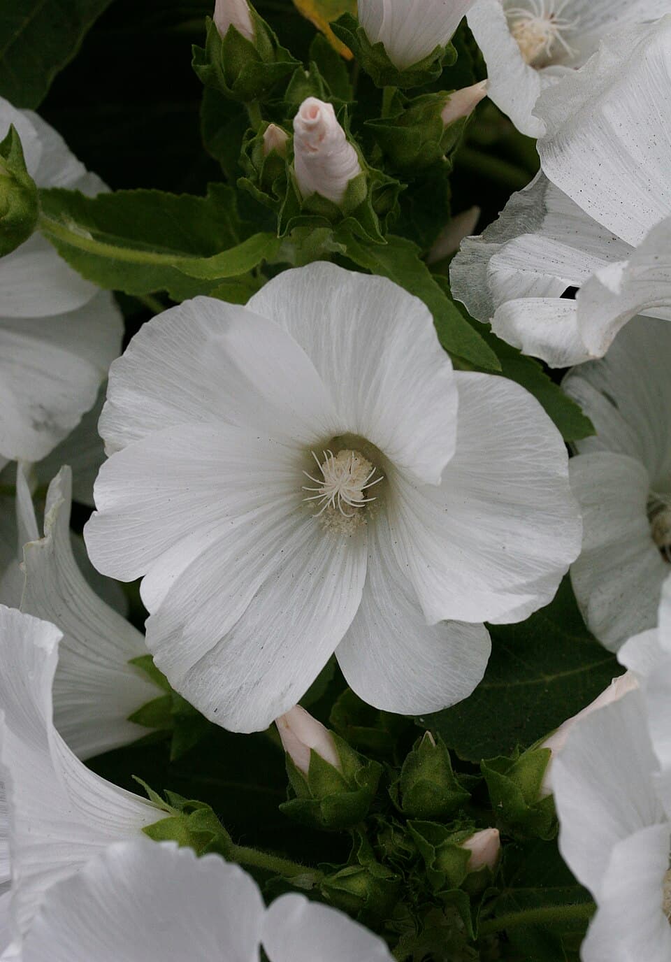 White Mallow