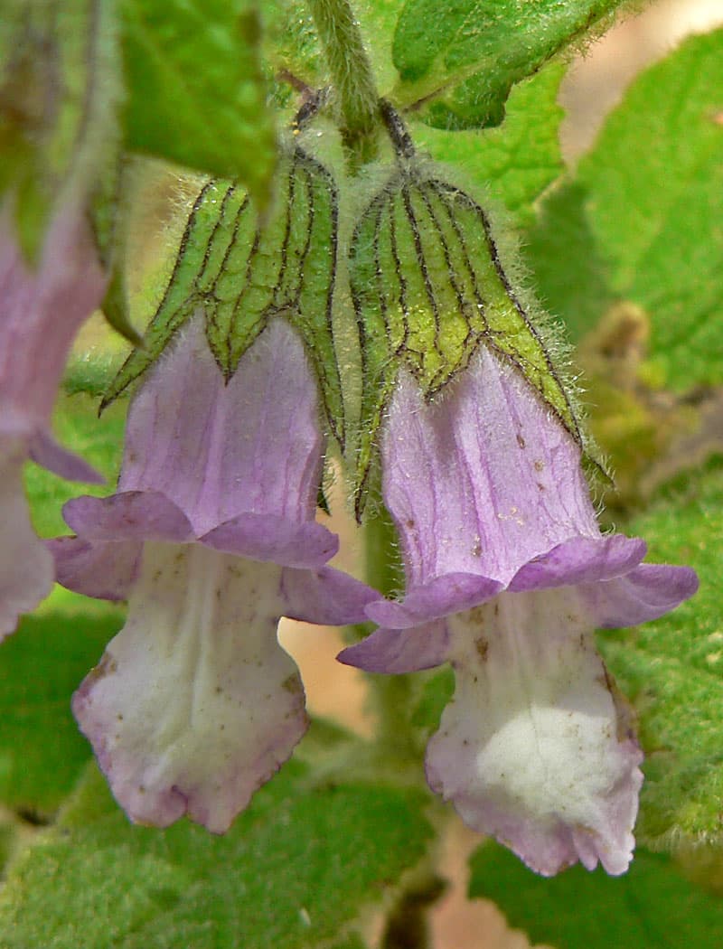 Fragrant Pitcher Sage