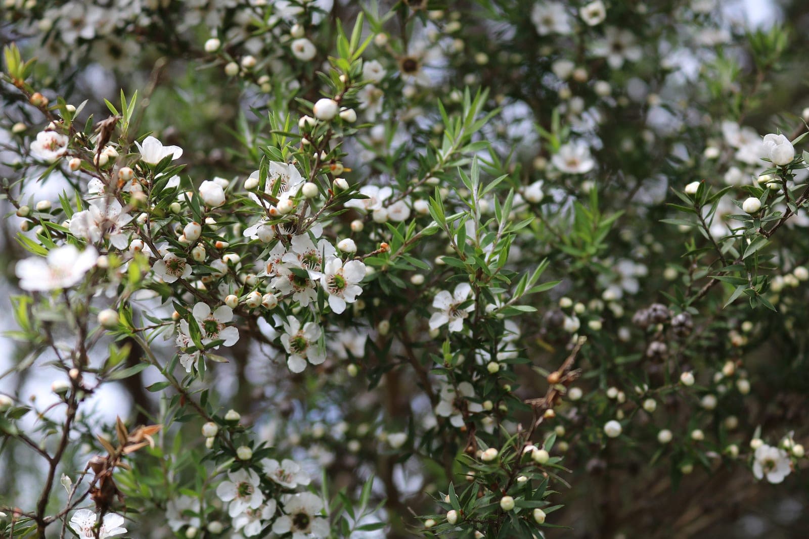 Manuka Tea Tree