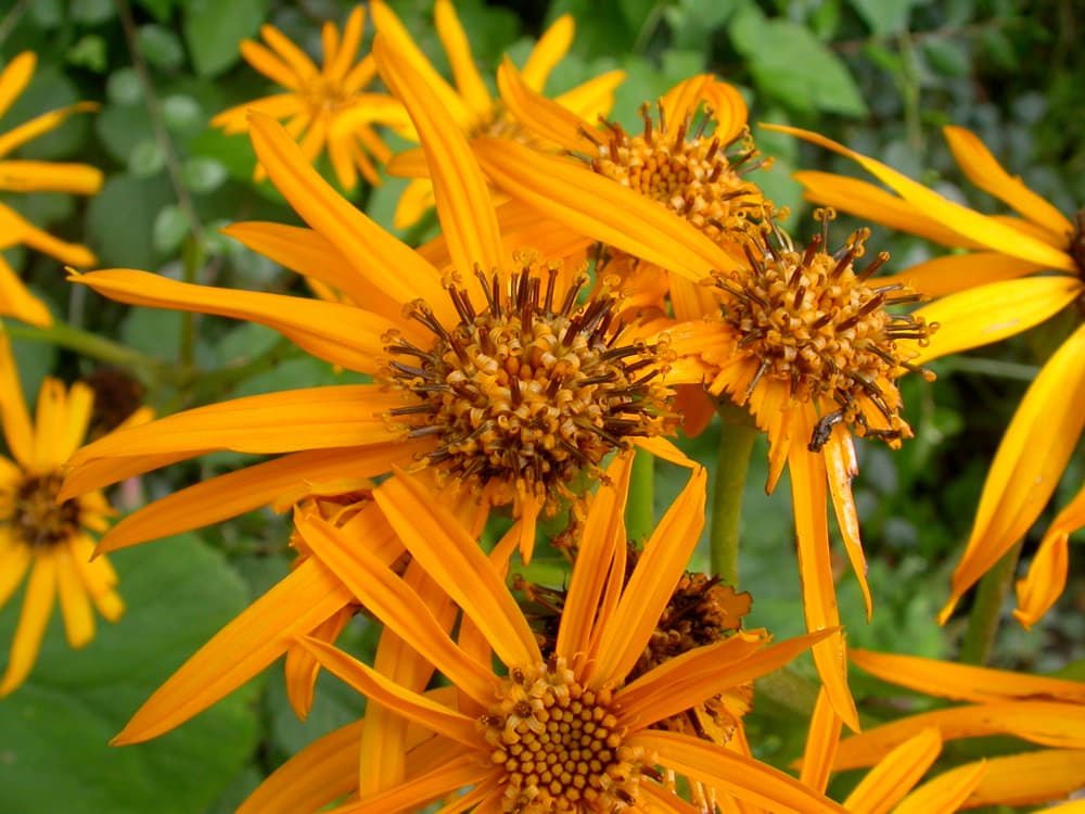 Leopard Plant