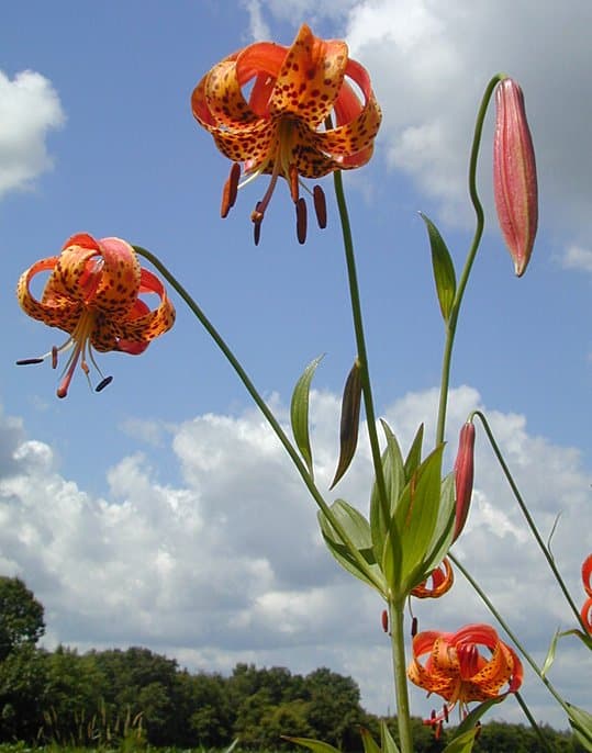 Michigan Lily