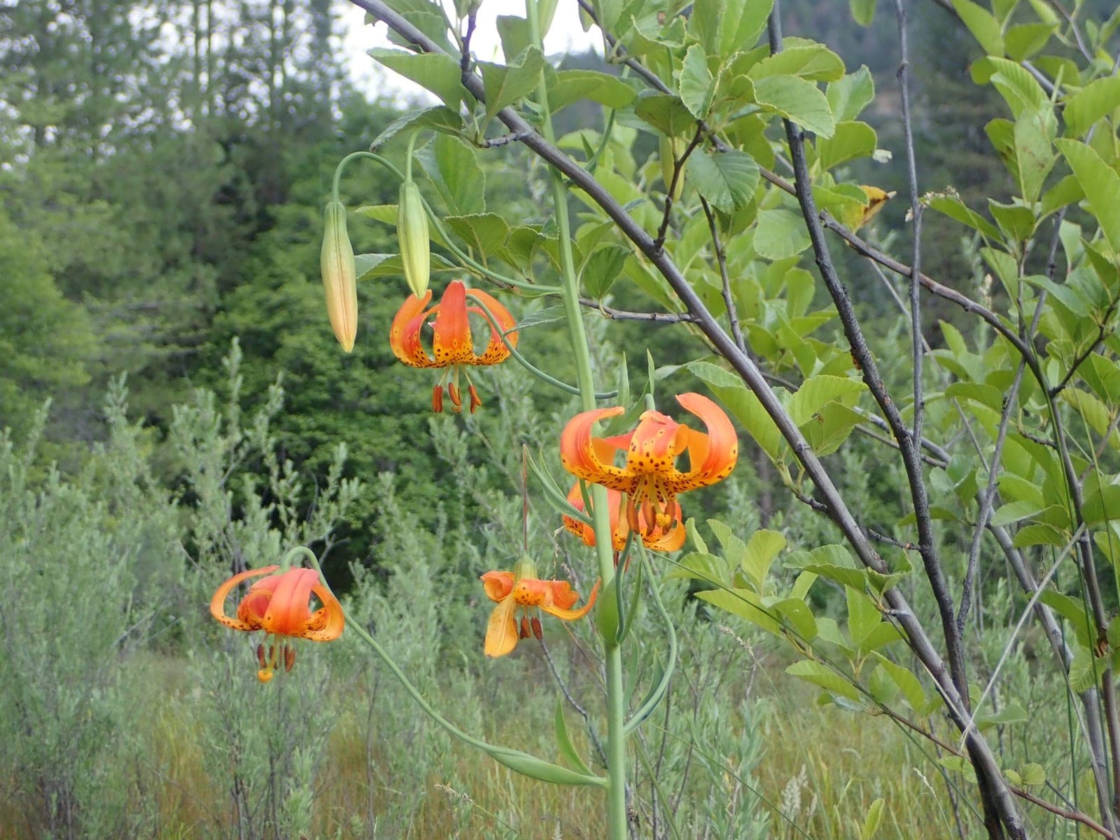 Leopard Lily