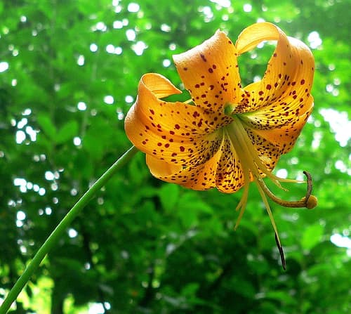Turk's Cap Lily