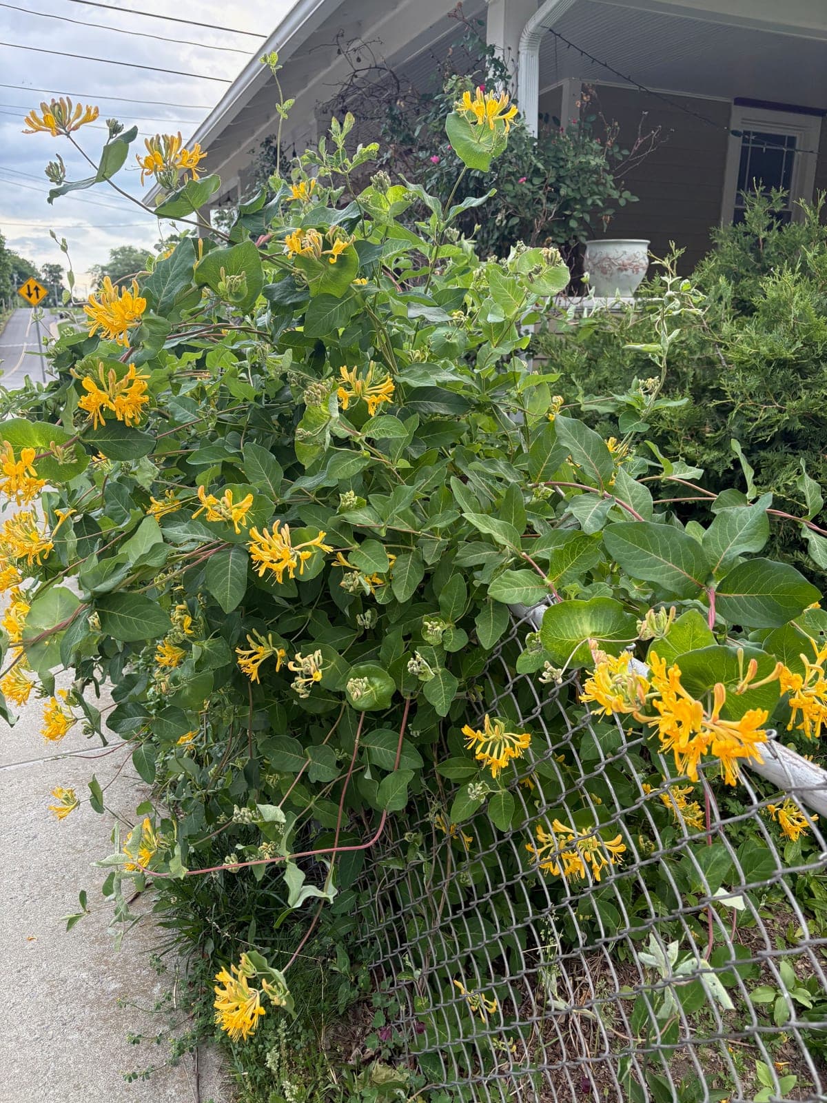 Honeysuckle Vine