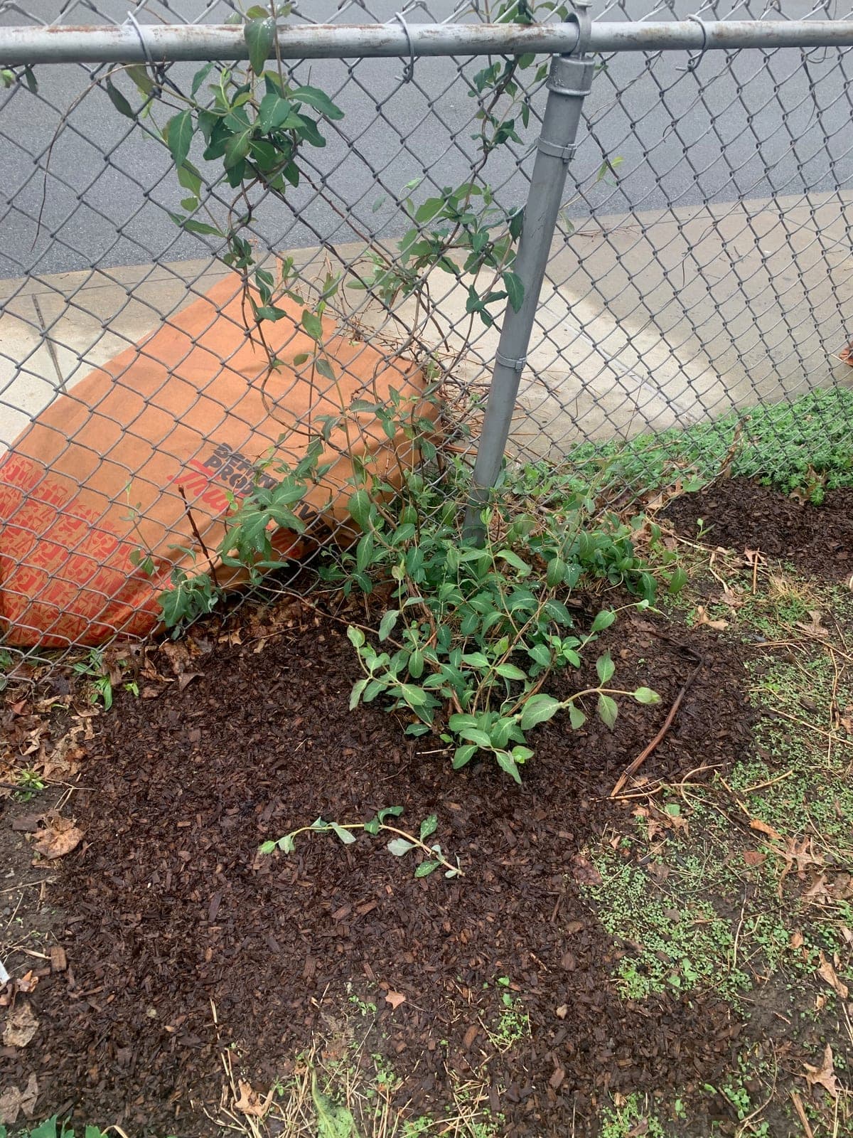 Honeysuckle