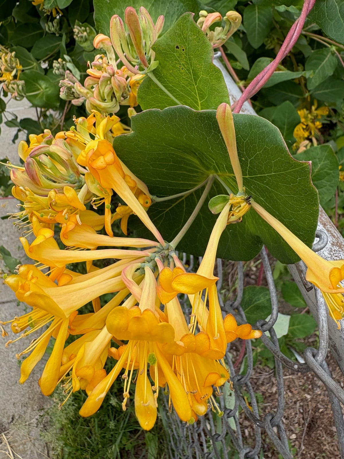 Honeysuckle