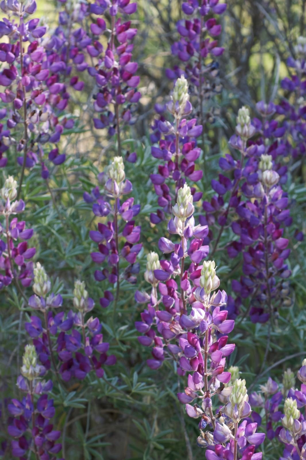 Silver Bush Lupine
