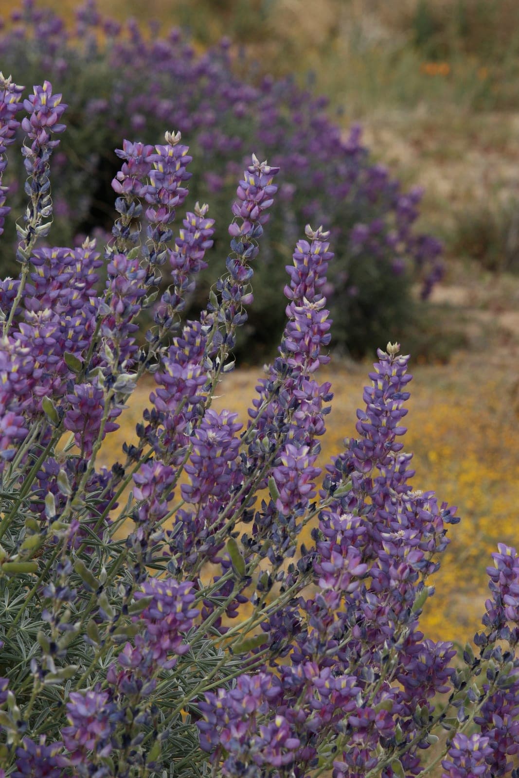 Grape Soda Lupine