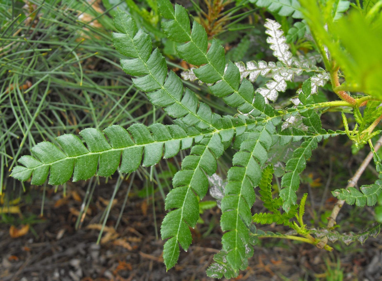 Catalina Ironwood