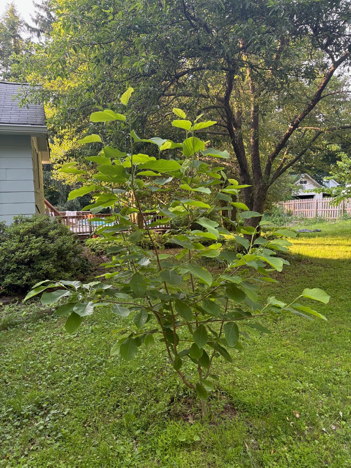 Cucumber Tree