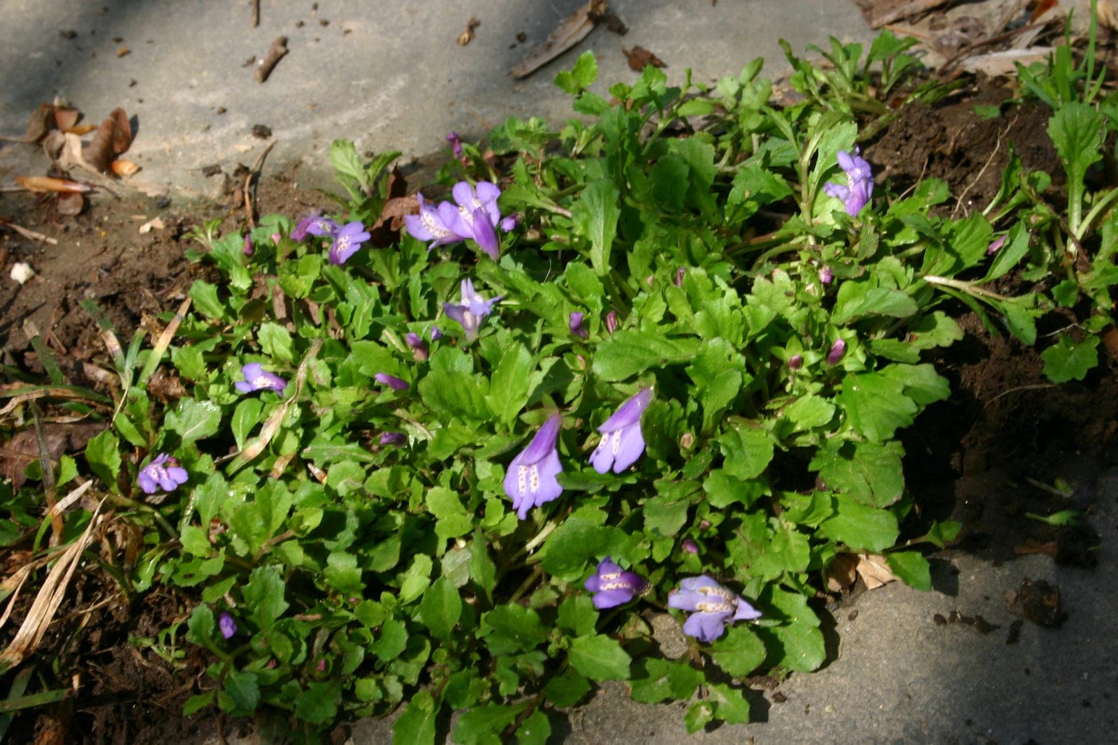 Mazus