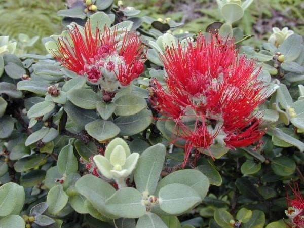 ʻŌhiʻa Lehua (Metrosideros polymorpha)