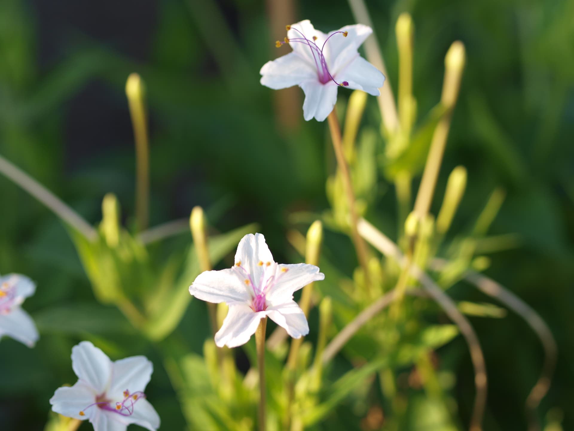 Angel's Trumpets