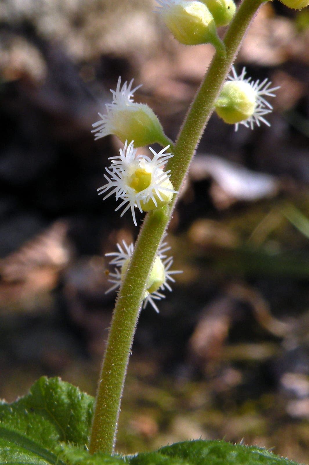 Two-leaf Miterwort