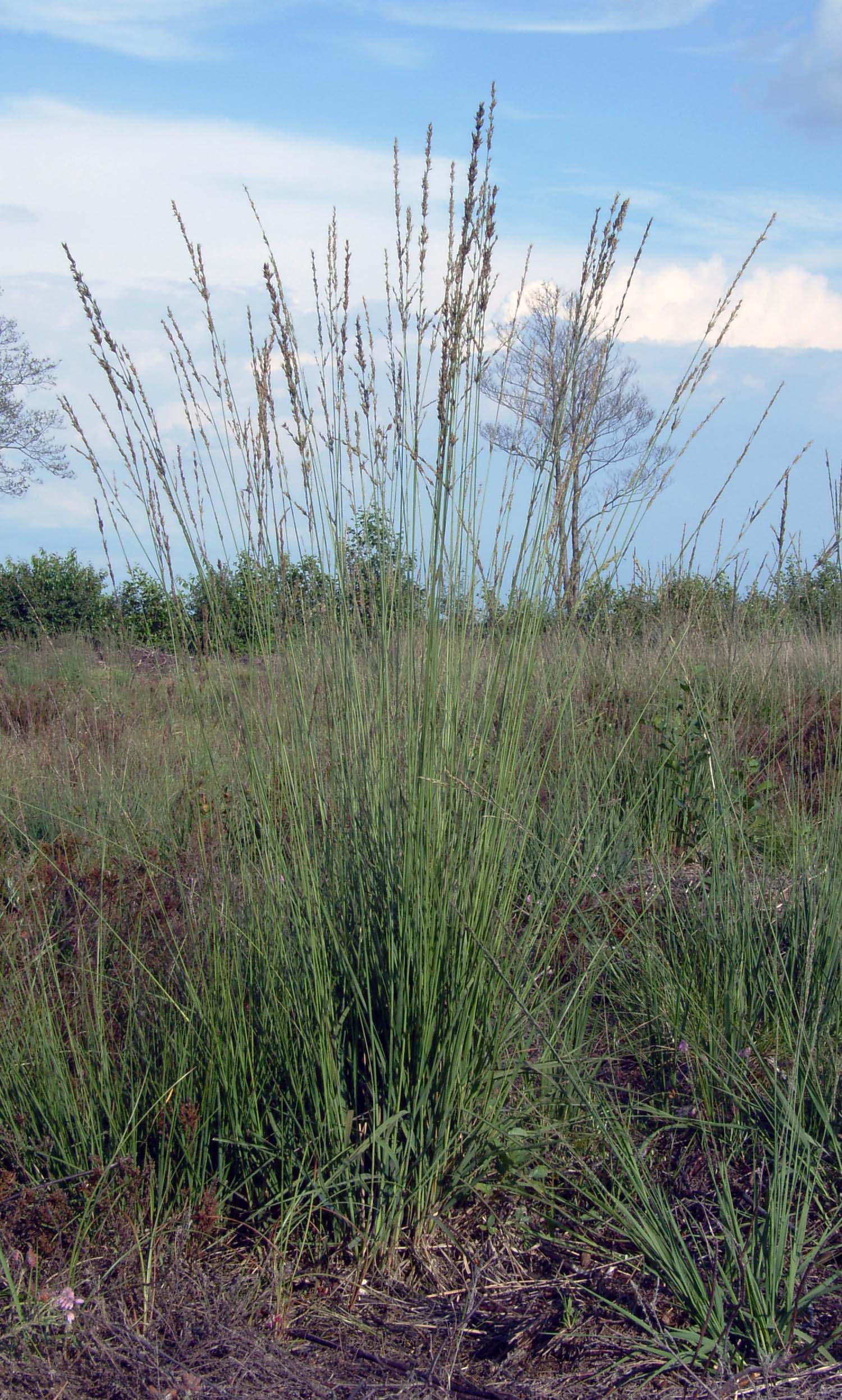 Purple Moor Grass