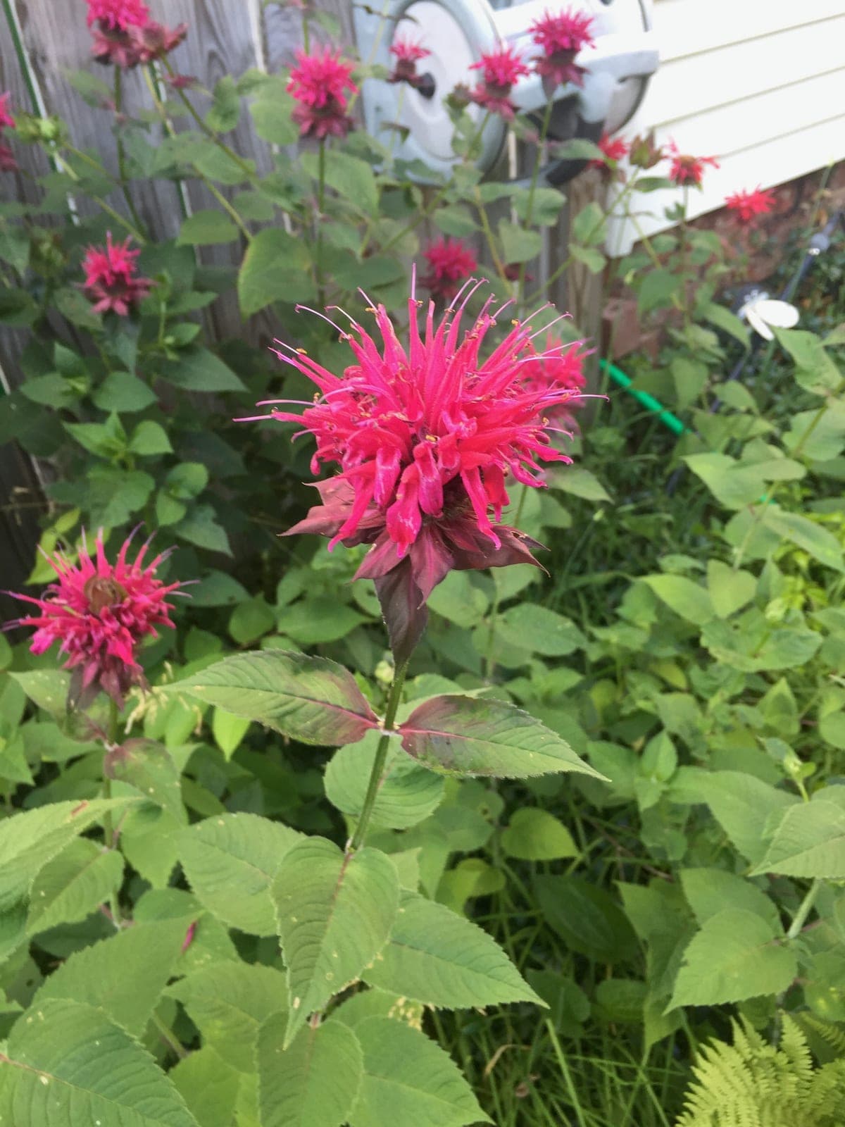 Bee Balm