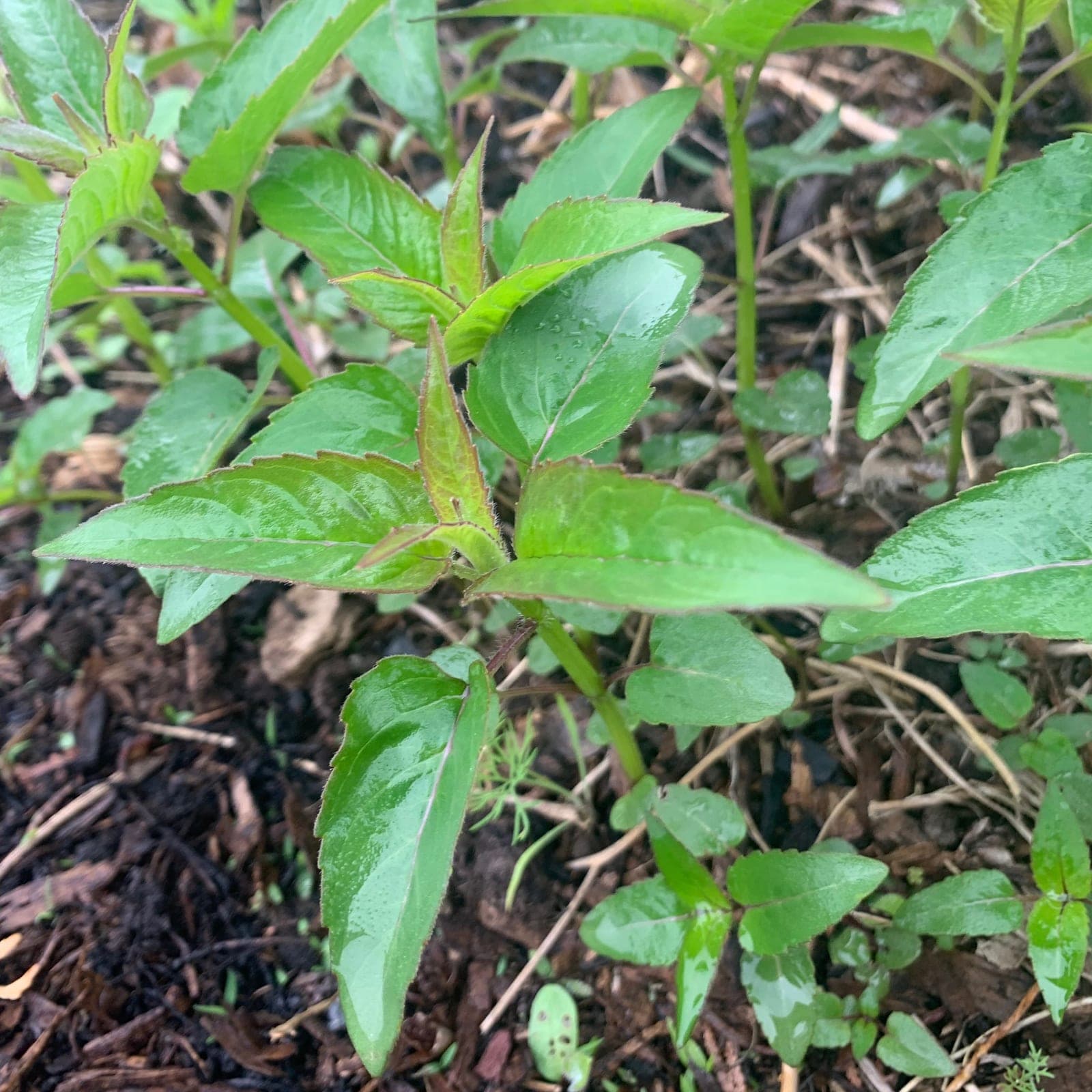 Bee Balm
