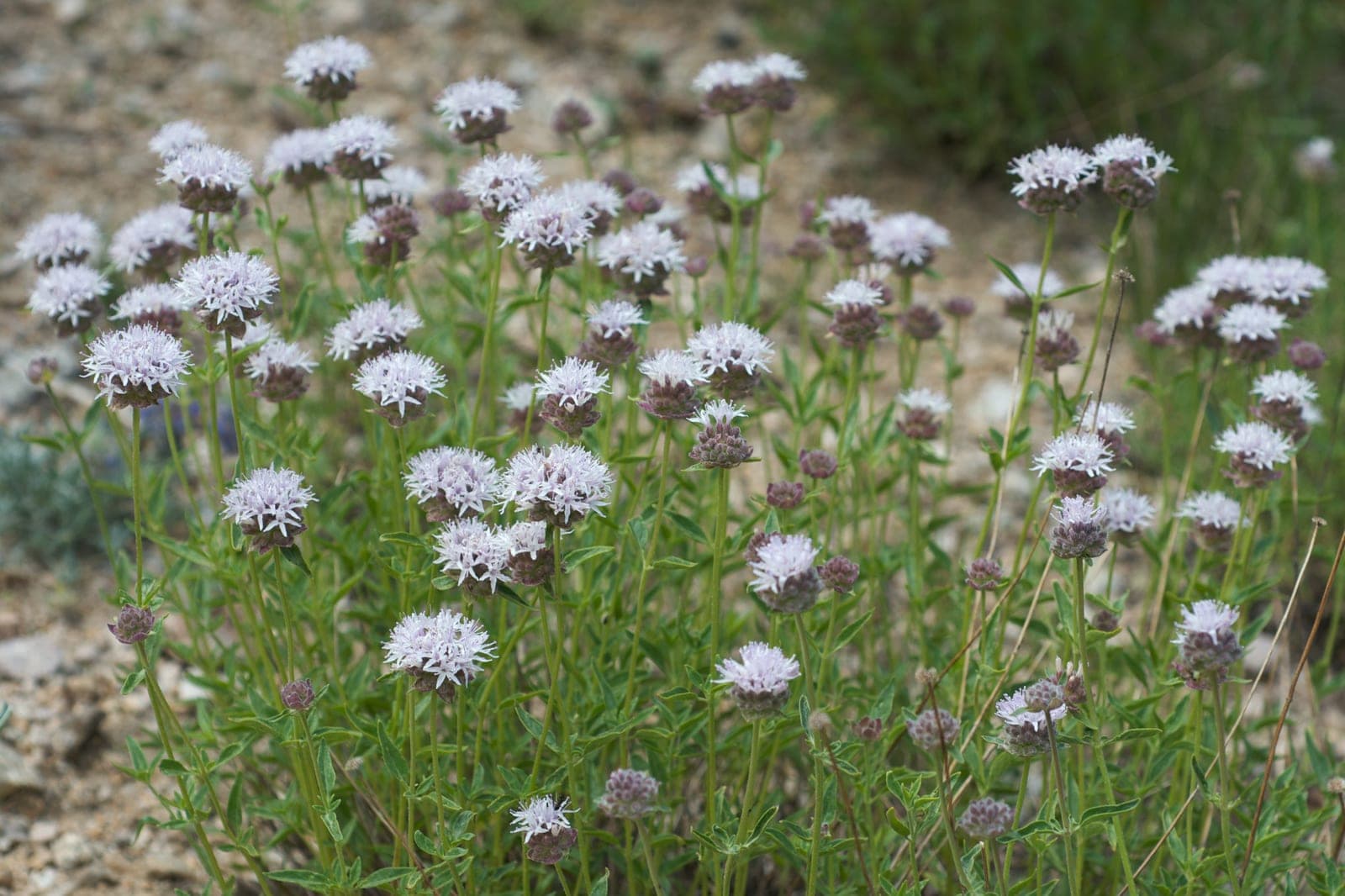 Mountain Coyote Mint