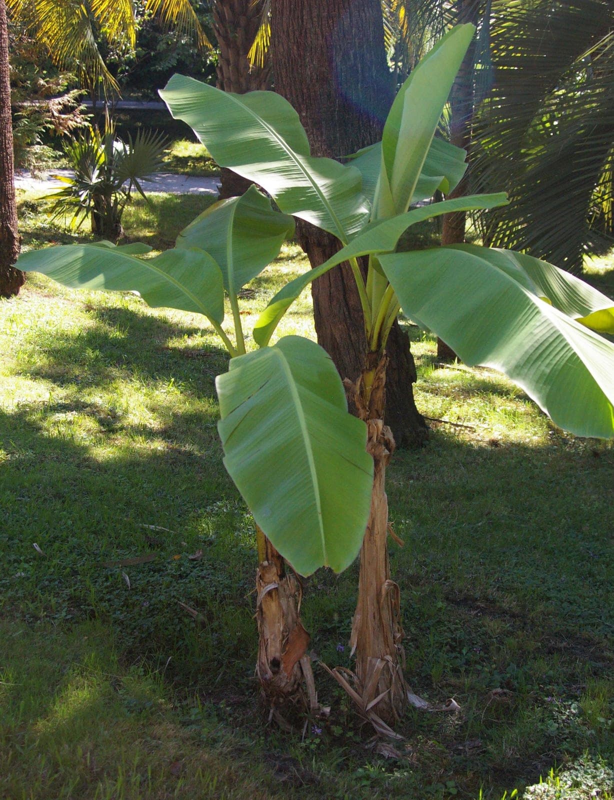 Hardy Banana