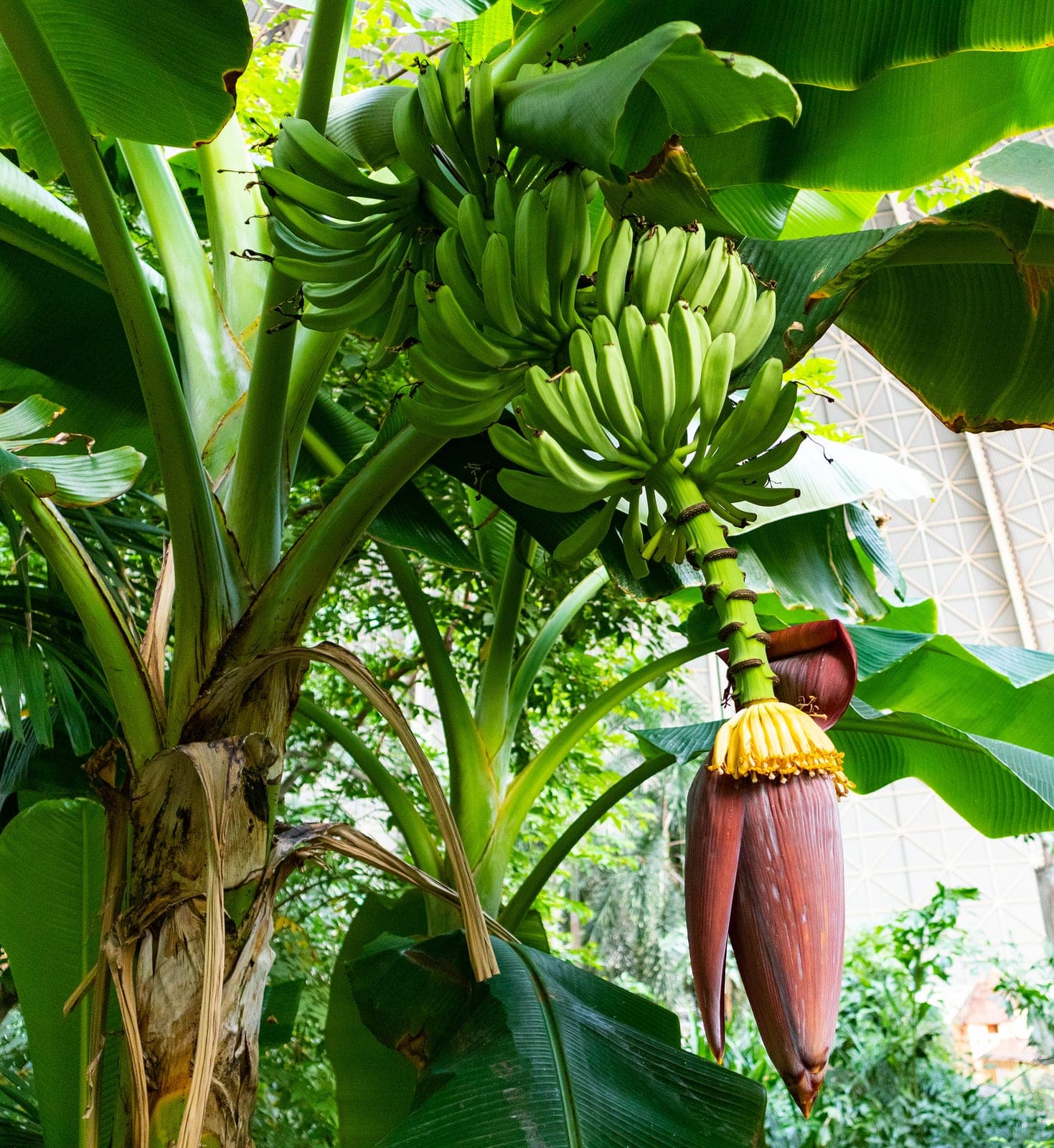 Plantain