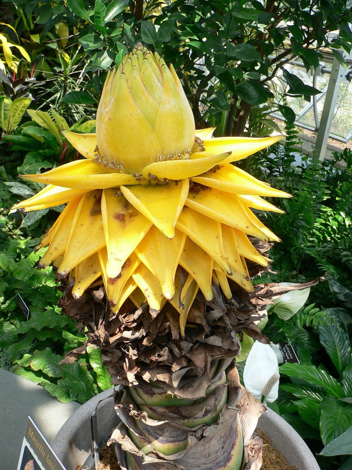 Golden Lotus Banana