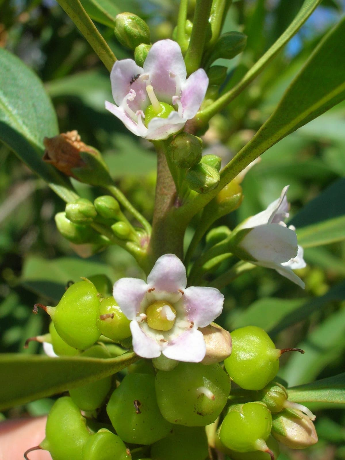 Naio (Myoporum sandwicense)