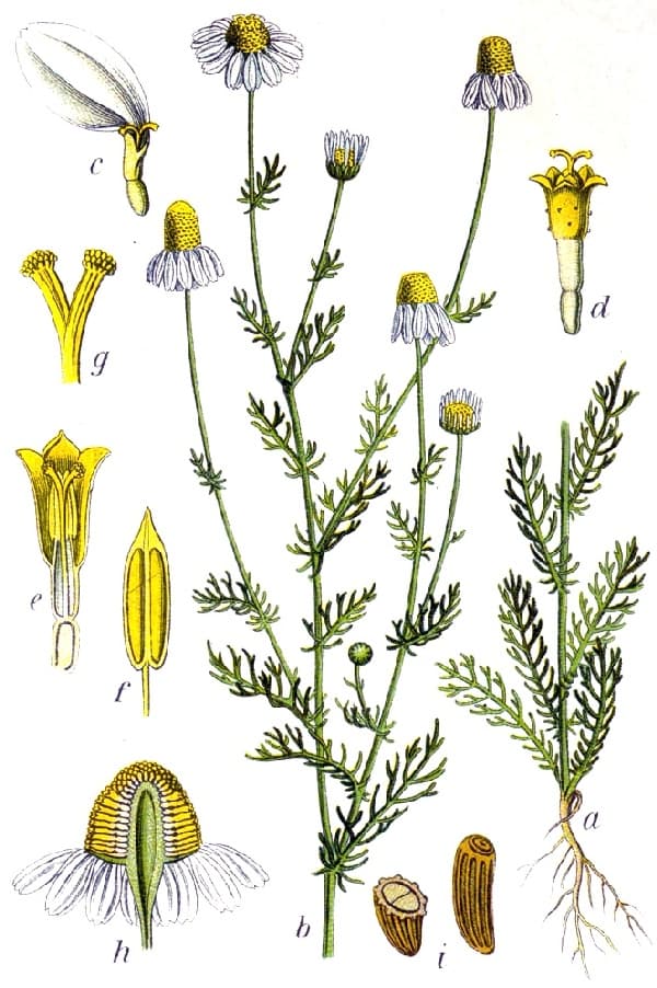 German Chamomile