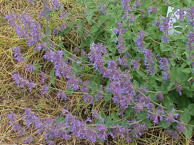 Catmint 'Mussinii'