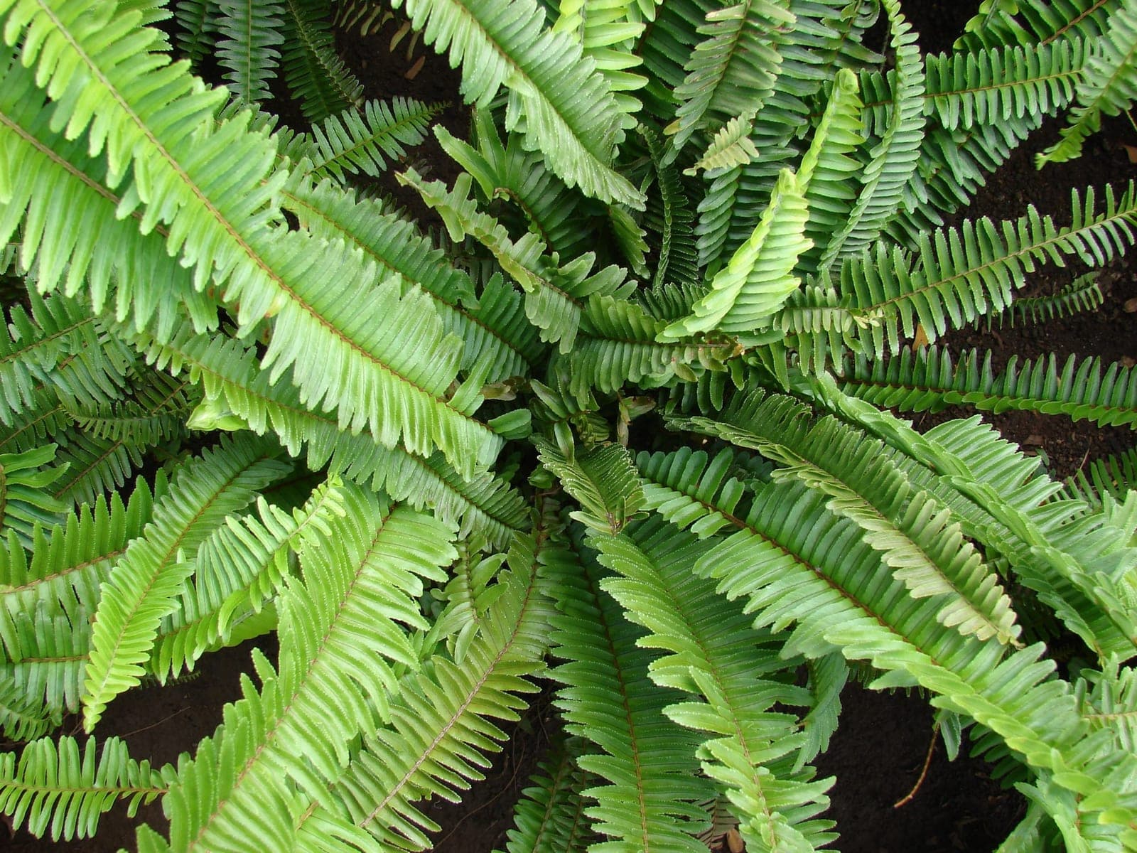 Kupukupu (Nephrolepis cordifolia)